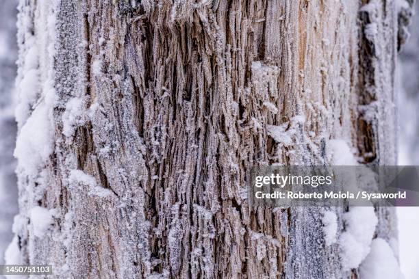Frozen Tree Rtrunk 1,450 Snow Covered Objects Stock Photos, High-Res Pictures, and Images ...
