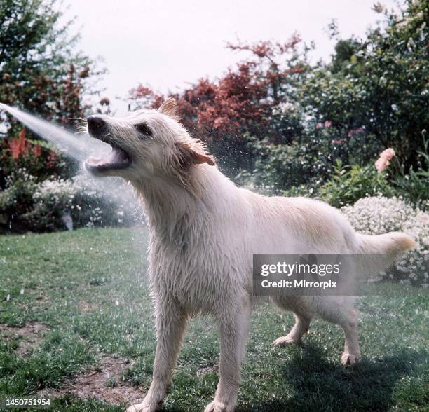 Solo the Germans sheepdog is sprayed with water by a garden hosepipe