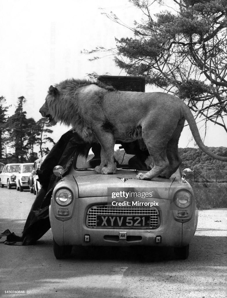 The Lions of Longleat