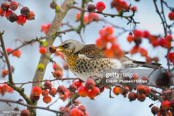 a bulbul eating berry fruit,sweden - may flowers stock pictures, royalty-free photos & images