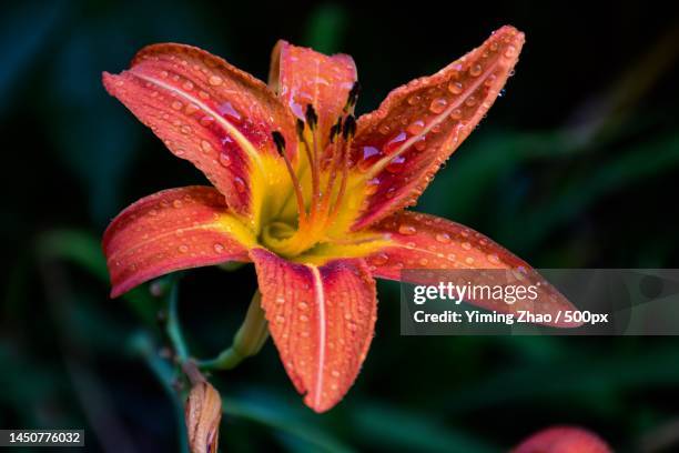 close-up of wet red flower,canada - taglilie stock-fotos und bilder