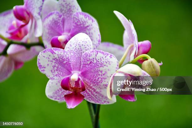 close-up of pink orchid flower,canada - moth orchid stockfoto's en -beelden