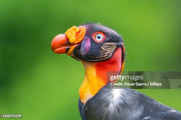 close-up of king vulture,province of alajuela,boca tapada,costa rica - extreme close up stock-fotos und bilder