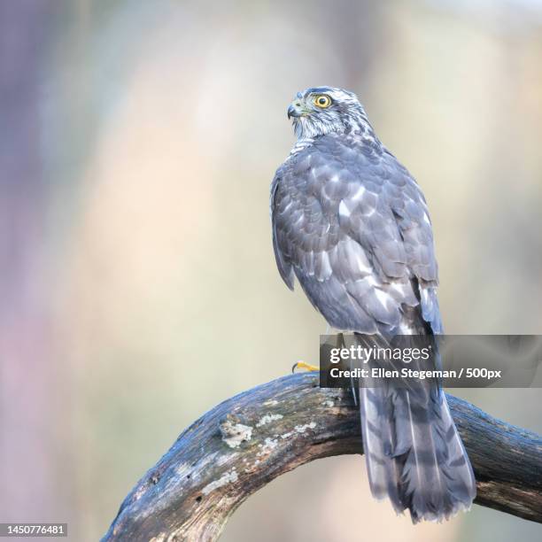 close-up of hawk of prey perching on branch,netherlands - sparrowhawk stock pictures, royalty-free photos & images