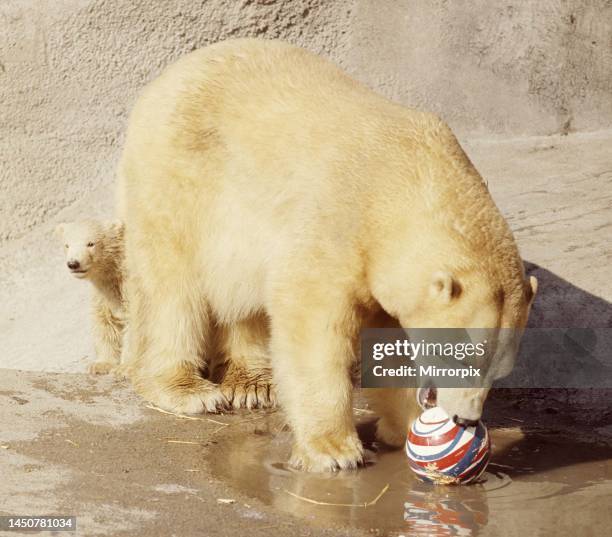 Sally the polar bear with her three months old cub Pipaluk on his first public appearance at London Zoo
