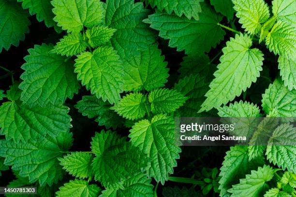 close-up of green leaves - mint leaves stock-fotos und bilder