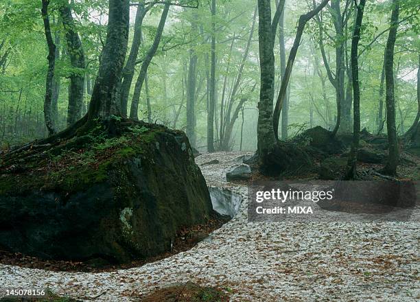 beech forest of shirakami sanchi, towada, aomori, japan - 秋田県 ストックフォトと画像