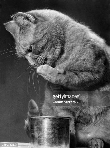 Penelope, pet of Mr Tom Downe's children at their home in Droylsden, Lancs. February 1968.