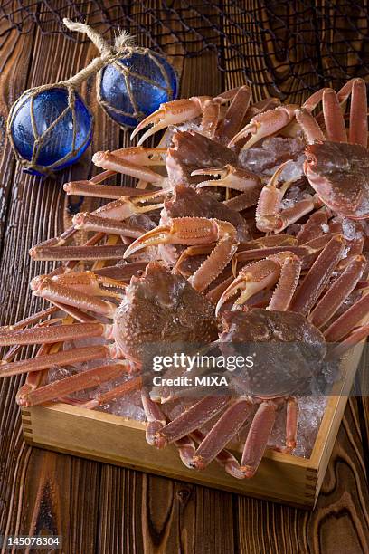 snow crab - chionoecetes opilio stock pictures, royalty-free photos & images