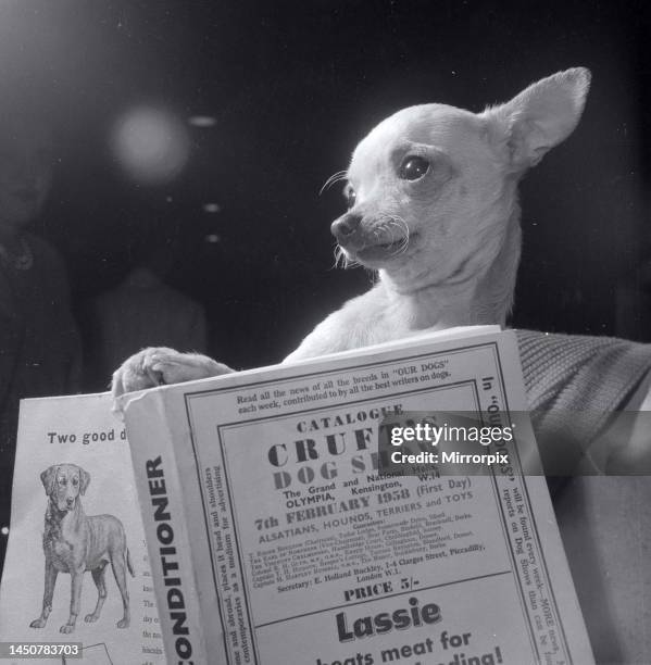 Chihuahua at the Crufts dog show. February 1958.