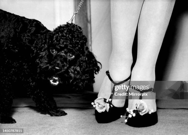 Sam the black poodle gives a howl of appreciation as he sees this shoe which had been decorated with roses. November 1957.