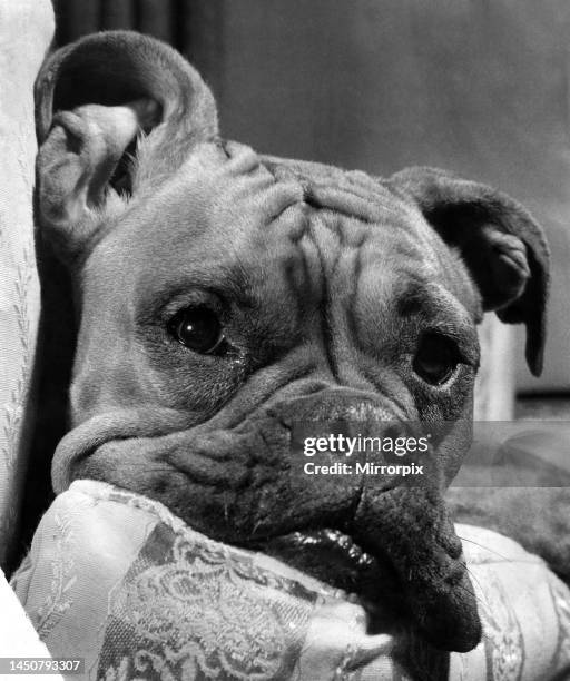 Mitzi the boxer at home with toys. November 1954.