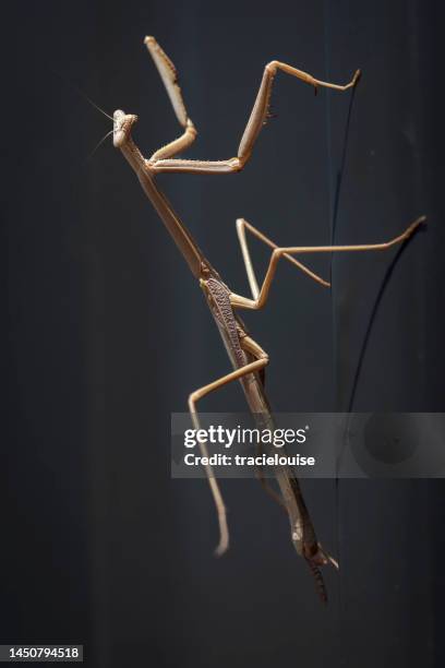 Stick Insects In Australia 98 Australian Stick Insect Stock Photos, High-Res Pictures, and Images ...