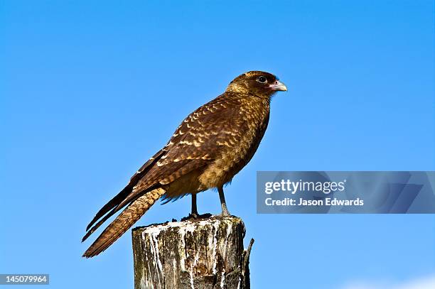 ushuaia, martial mountains, fuegian andes, ushuaia bay, the beagle channel, tierra del fuego archipelago, straits of magellan, tierra del fuego province, patagonia, argentina. - chimango caracara stock pictures, royalty-free photos & images