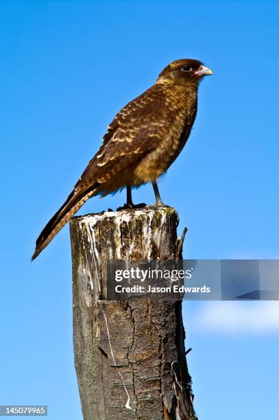 ushuaia, martial mountains, fuegian andes, ushuaia bay, the beagle channel, tierra del fuego archipelago, straits of magellan, tierra del fuego province, patagonia, argentina. - chimango caracara stock pictures, royalty-free photos & images