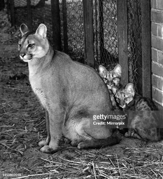Diana, a four year old Puma and mother to three month old kittens who have been named Desmond and Ramon. February 1958.