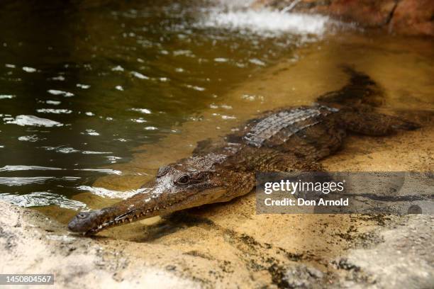 Freshwater crocodile is seen just after being released into WILD LIFE Sydney Zoo on December 21, 2022 in Sydney, Australia. The three freshwater...