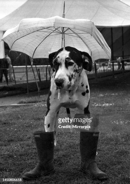 Gerald the Great Dane faces the mud of the village fete in his gun boots. July 1969.