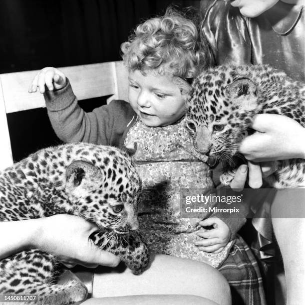 The arrival of two leopard cubs in Roberts Bros Travelling Circus, causes a rush by the ladies of the circus to fondle these fluffy cats. They soon...