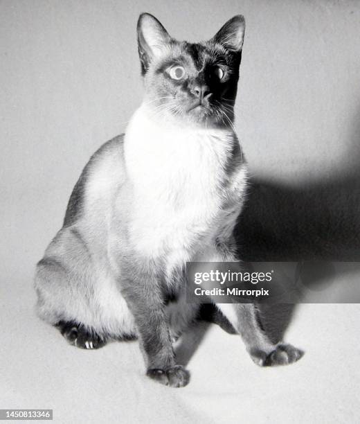 Kikki the Siamese cat seen here after being lost and lived for thirty days without food or water after being trapped in the lift of a neighbouring...