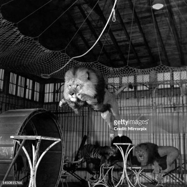 Circus lion jumping from a table inside his cage. December 1953.
