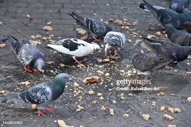 doves eating breadcrumbs in city street - pan rallado fotografías e imágenes de stock