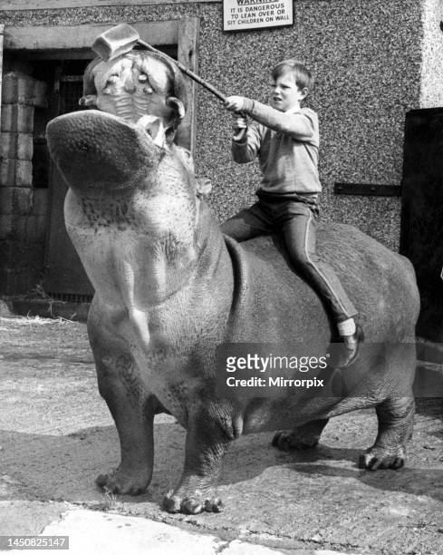 Young boy feeds a hippo a loaf of bread whilst riding on his back at Coventry Zoo, West Midlands. 23rd May 1969.