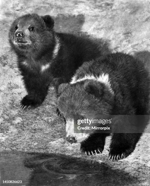 Kodiak bears Pic and Ninny had their first introduction to the pond at London Zoo. While mother wasn't looking they ambled over to see what that...