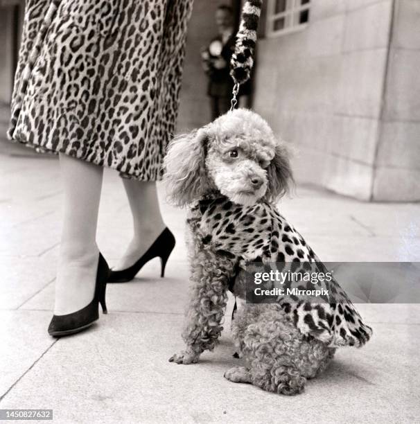 Poodle in leopard print fur coat. September 1957.