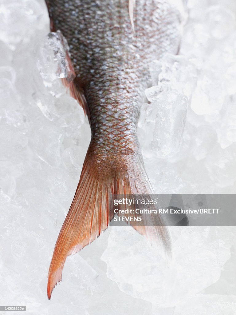 Close up of fish tail on ice