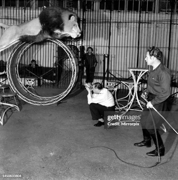 Circus lion jumping from a table inside his cage. December 1953.