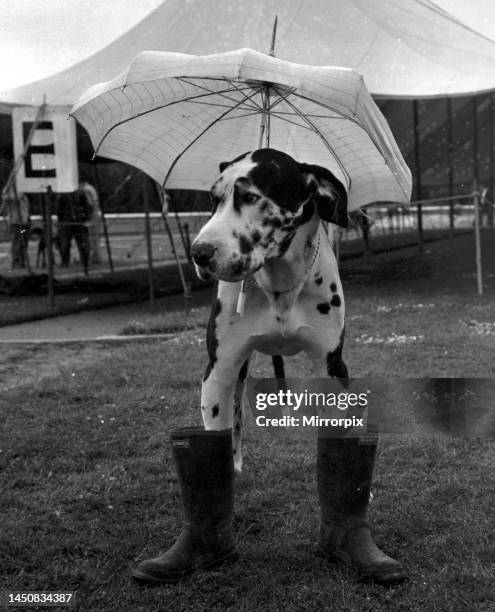 Gerald the Great Dane faces the mud of the village fete in his gun boots. July 1969.