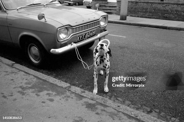 Jason, the Dalmatian puppy which was found abandoned in the garden of his new home. 11th November 1969.