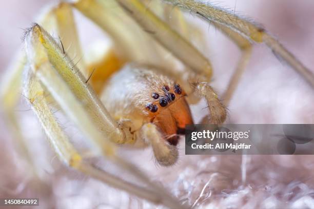 yellow sac spider - saco parte de organismo vivo - fotografias e filmes do acervo