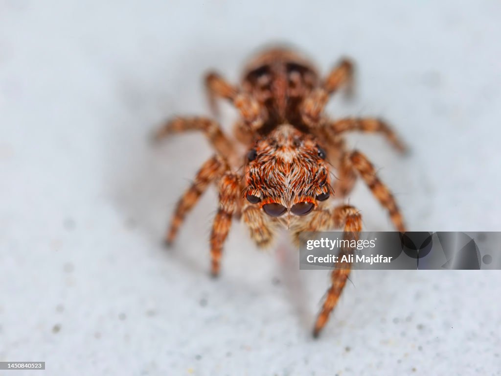 Zebra Jumping Spider