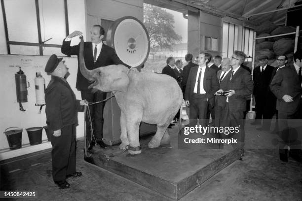 Lulu the baby elephant at Chessington Zoo, was weighed-in, for Lulu was the star of a competition organised by Tyne Brand, for contestants to judge...