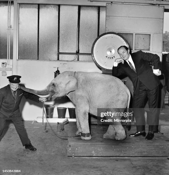 Lulu the baby elephant at Chessington Zoo, was weighed-in, for Lulu was the star of a competition organised by Tyne Brand, for contestants to judge...