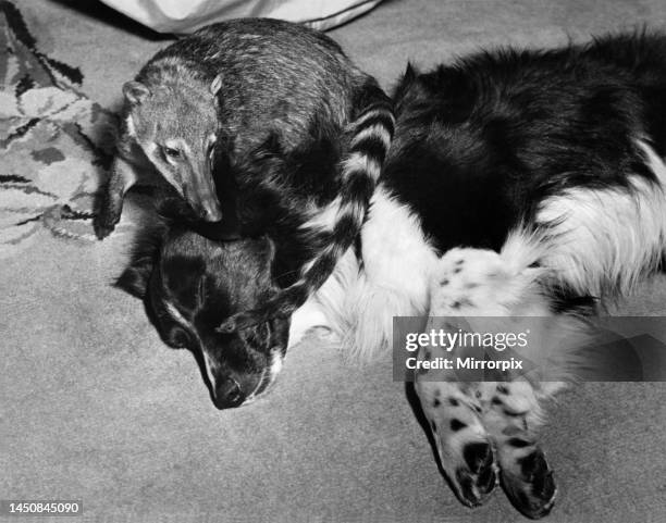 Coati mundi curling up with a dog. March 1938.