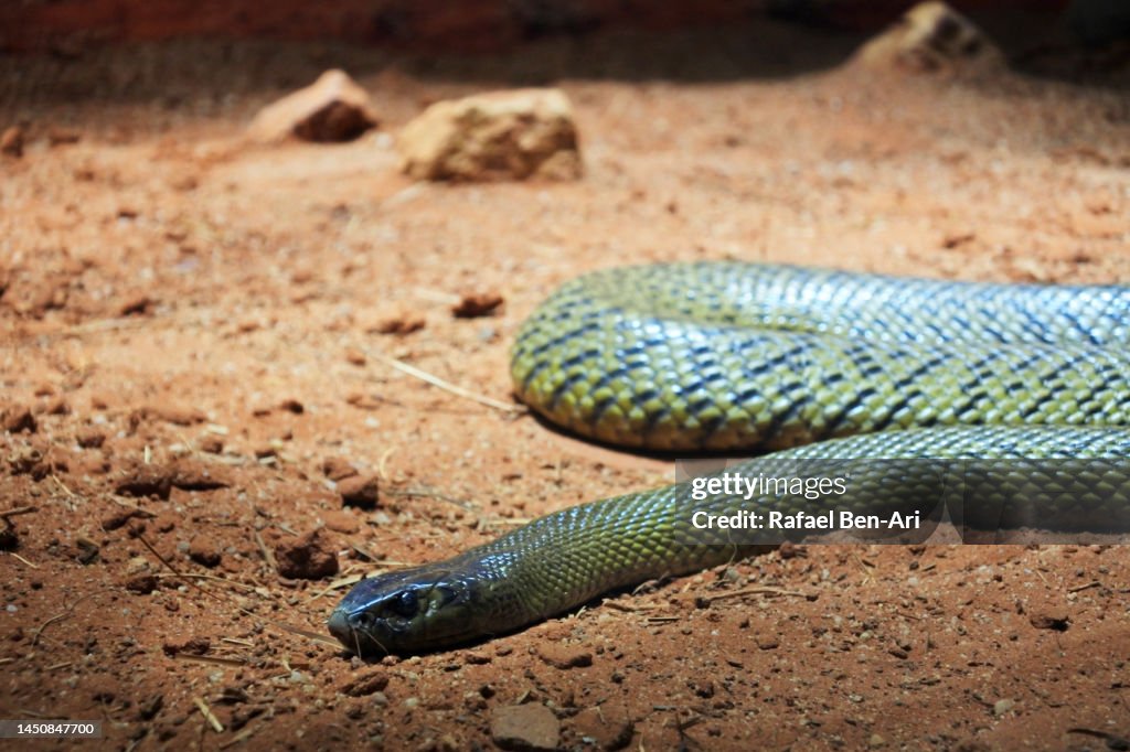 Inland Taipan snake in the outback of Queensland Australia