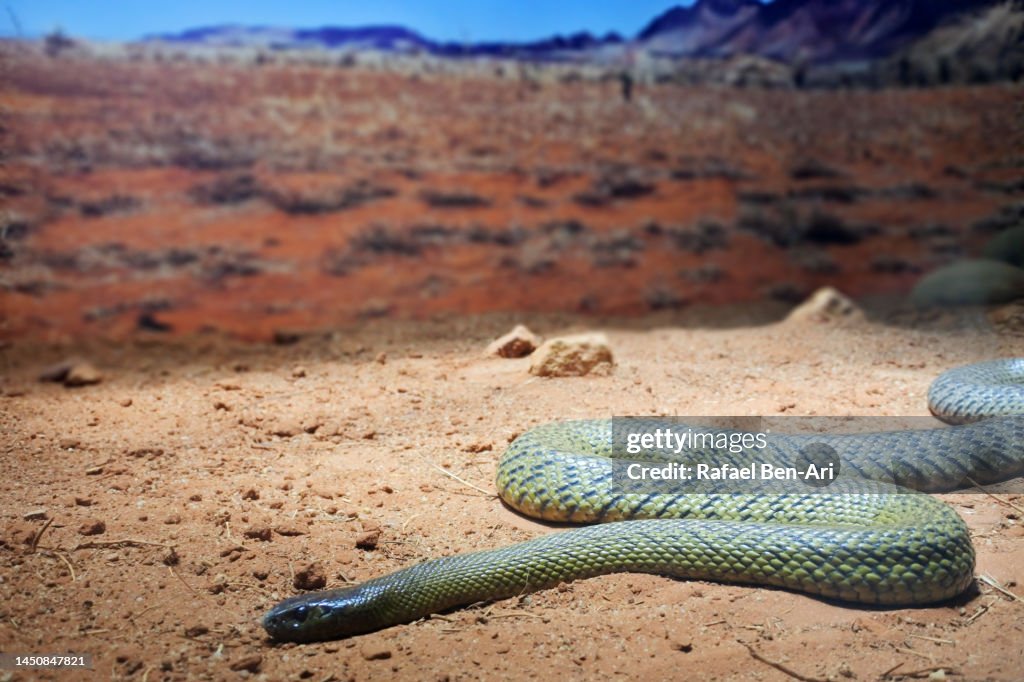 Inland Taipan snake in the outback of Queensland Australia