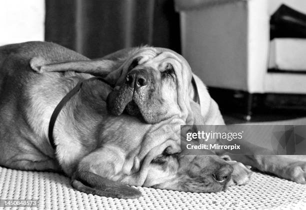 Henry and Pedro are acting Bloodhounds who get a full credit in the caption for their film appearances. Henry is known as Sanguine Saintly, and Pedro...