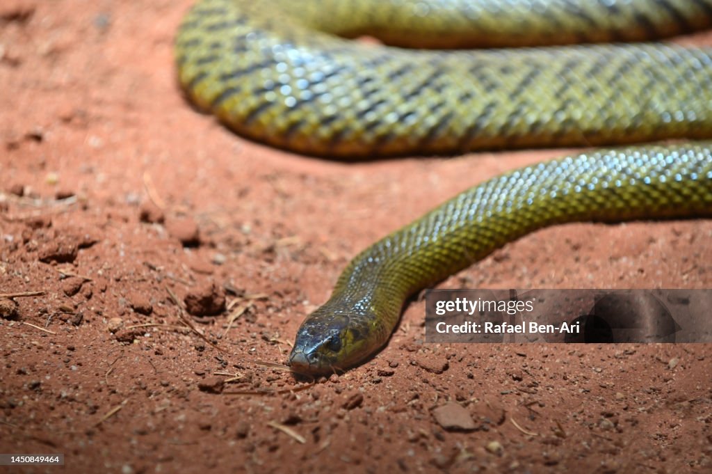 Inland Taipan snake in the outback of Queensland Australia
