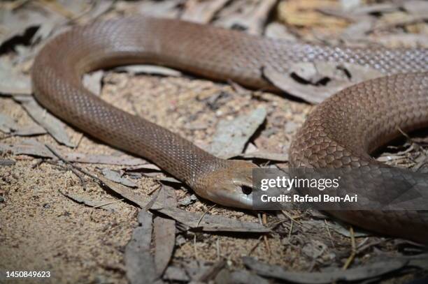 Australian Brown Python Eastern Brown Snake In Queensland Australia High-Res Stock Photo ...