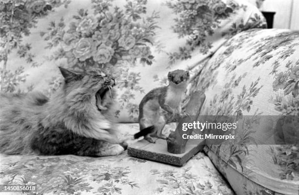 Katie the Persian cat with a stuffed stoat. November 1969.