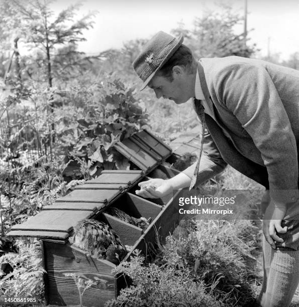 Gamekeeper checking his hen house. Circa 1959.