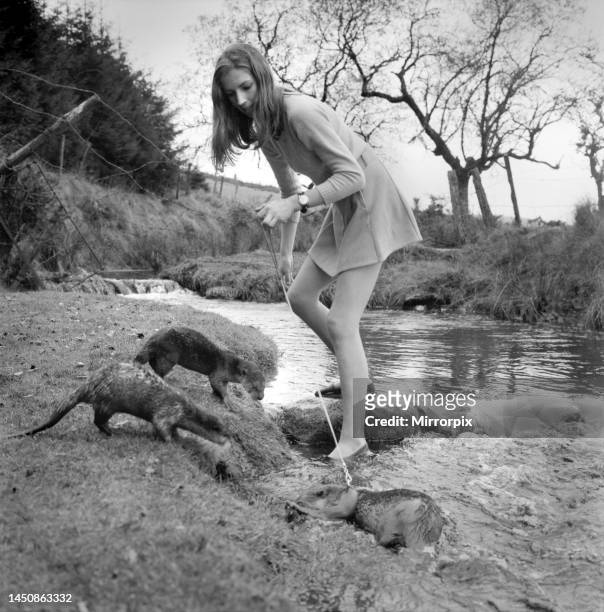 Six Malayan otters are the pets of Vivien Taylor of Bury, Lancs, at her isolated cottage in a lonely part of Dartmoor near Postbridge. She is...