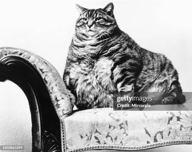 Fat cat in every sense of the term Joseph weighed 28lbs when his British mistress passed away. Thankfully the rather large feline wasn't left out of...