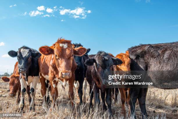 cow 3 - black milk australia stock pictures, royalty-free photos & images