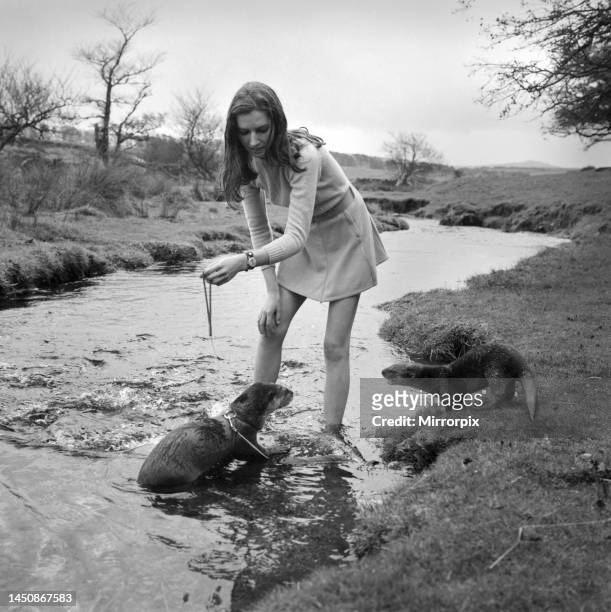 Six Malayan otters are the pets of Vivien Taylor of Bury, Lancs, at her isolated cottage in a lonely part of Dartmoor near Postbridge. She is...