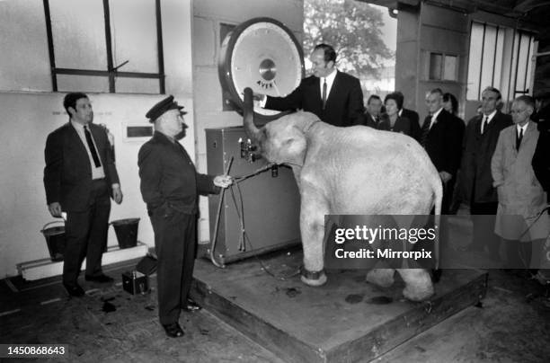 Lulu the baby elephant at Chessington Zoo, was weighed-in, for Lulu was the star of a competition organised by Tyne Brand, for contestants to judge...